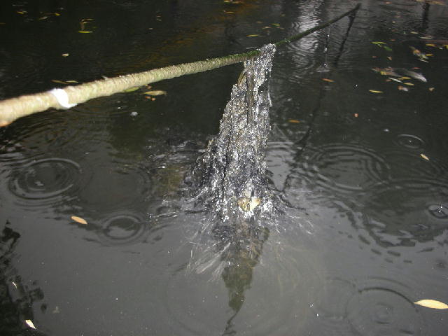 炭素繊維水質浄化材8