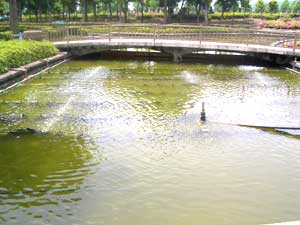 �Y�f�@�ۂ��Ƃ���ď򉻍��J�n�ł��B