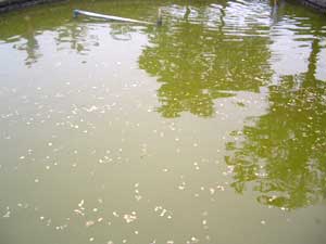 �򉻑O�̐��͂���Ȃɉ���Ă��܂��B